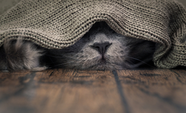 Illustration : "Les allergies du chat"
