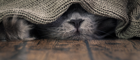 Illustration : "Les allergies du chat"