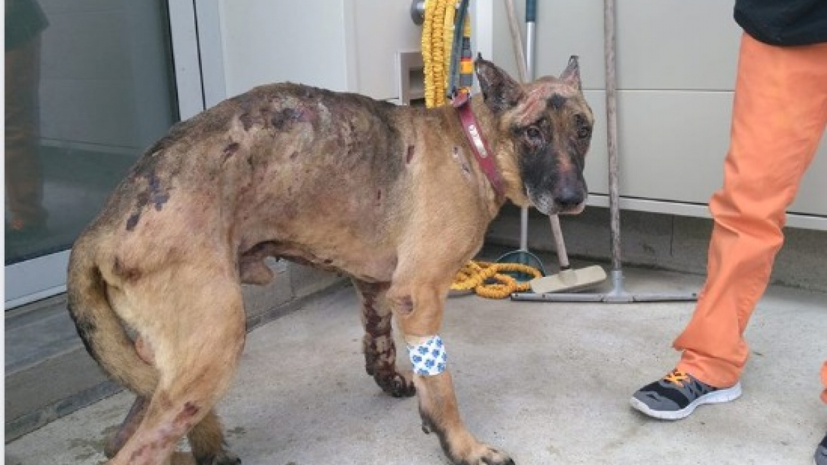 Illustration : "Chalon-sur-Saône : une femme brûle le chien de son ex-compagnon, elle encourt une peine de 18 mois de prison, dont 9 mois ferme"