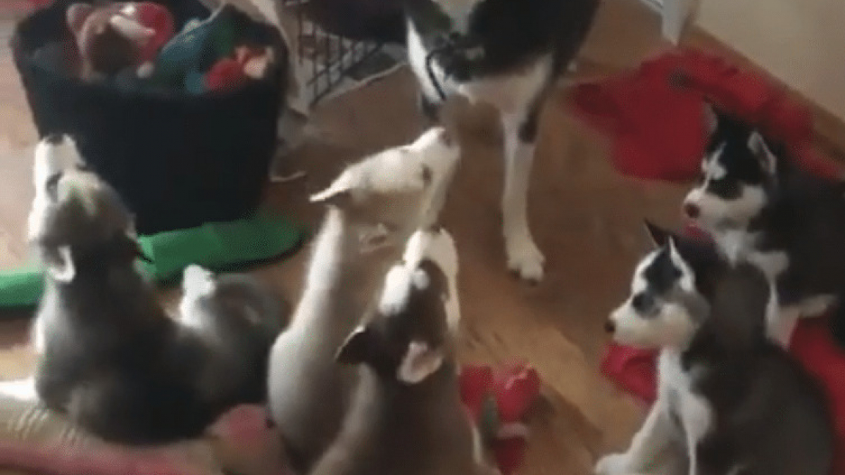 Illustration : "(Vidéo) Instant mignon : une maman Husky apprend à ses petits à hurler"