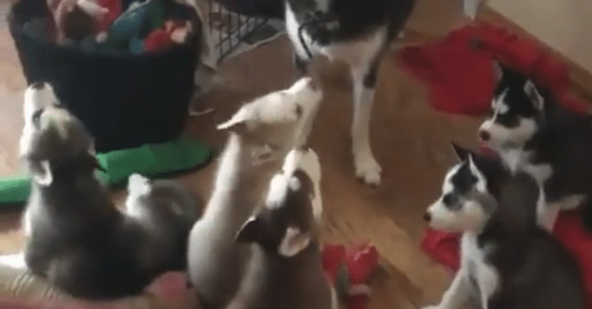 Vidéo) Instant mignon : une maman Husky apprend à ses petits à hurler