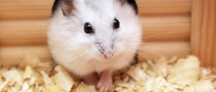 Illustration : "Reconnaître le sexe de son hamster"