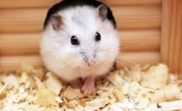 Illustration : "Reconnaître le sexe de son hamster"