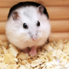 Illustration : Reconna&icirc;tre le sexe de son hamster