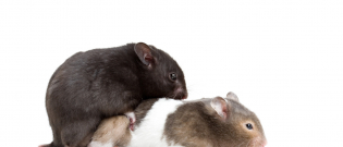 Illustration : "La reproduction chez le hamster"
