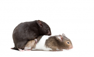 Illustration : "La reproduction chez le hamster"