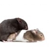 Illustration : La reproduction chez le hamster