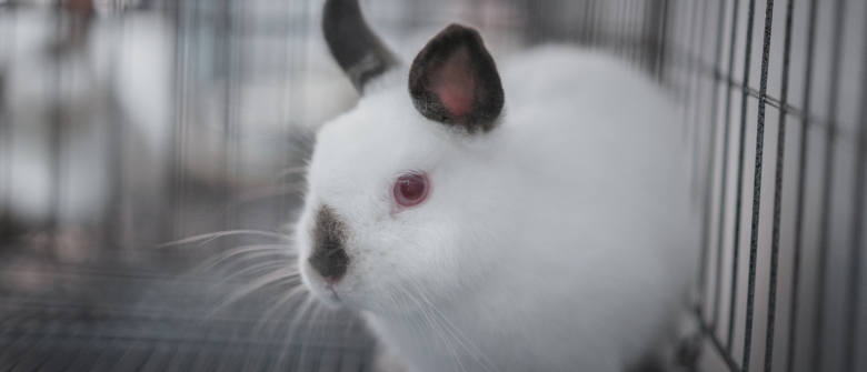 Illustration : "Combien coûte un lapin et où l’acheter ?"