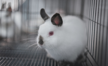 Illustration : "Combien coûte un lapin et où l’acheter ?"