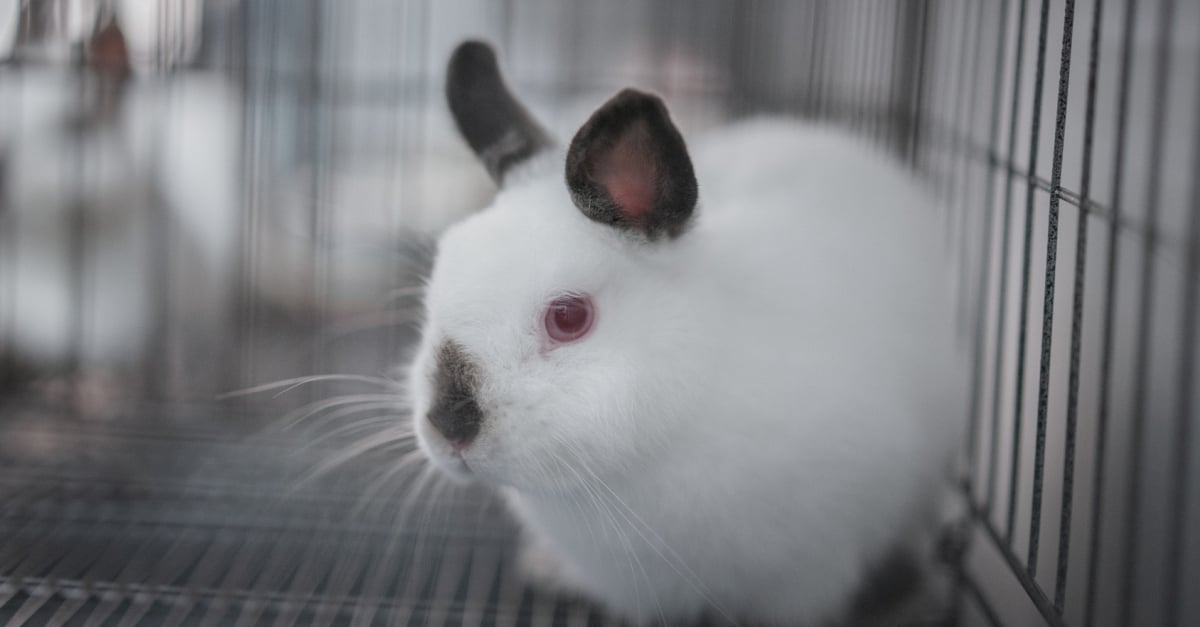 Quel Cout Represente Un Lapin Toute Sa Vie Et Ou Devez Vous L Acheter