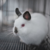 Illustration : Combien coûte un lapin et où l’acheter ?