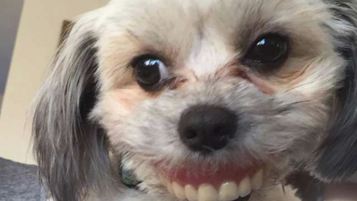 Illustration : "Le magnifique et terrifiant sourire d’une chienne"