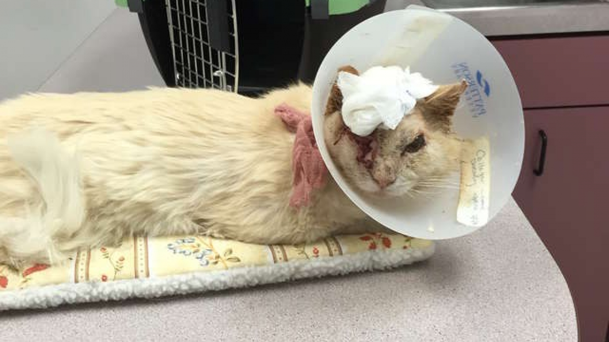 Illustration : "Un chat errant et blessé est allé réclamer de l’aide auprès des habitants qui avaient l’habitude de le nourrir"