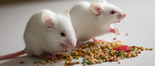 Illustration : "Combien coûte une souris et où l’acheter ?"
