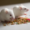 Illustration : Combien co&ucirc;te une souris et o&ugrave; l&rsquo;acheter ?