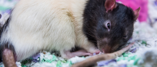Illustration : "Combien coûte un rat et où l’acheter ?"