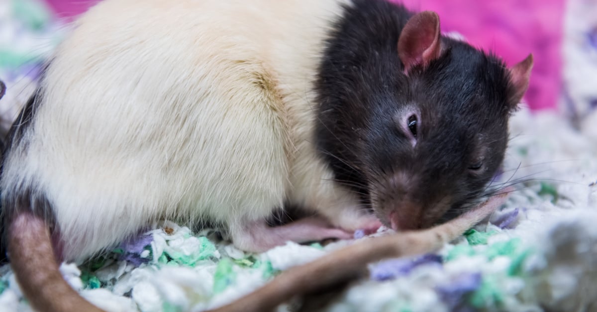 Quel Cout Represente Un Rat Toute Sa Vie Et Ou Devez Vous L Acheter