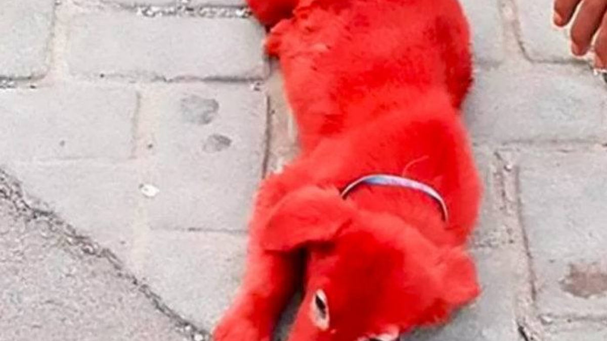 Illustration : "Grèce : Une chienne teinte en rouge a été vendue 150 euros, mais sauvée par une association"