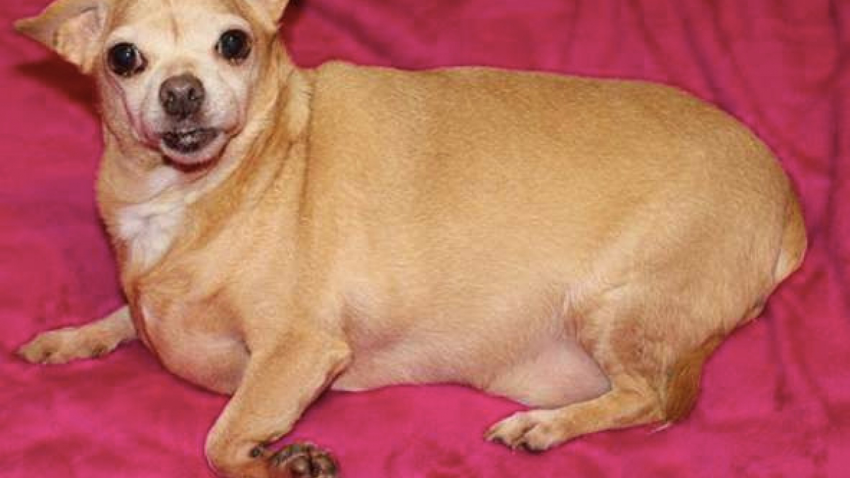 Illustration : "Une jeune femme soigne un Chihuahua atteint d’obésité morbide"