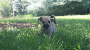 Illustration : Un chiot de 2 mois sauvé au milieu des marécages
