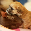 Illustration : Un chiot prend un Siamois comme maman d’adoption