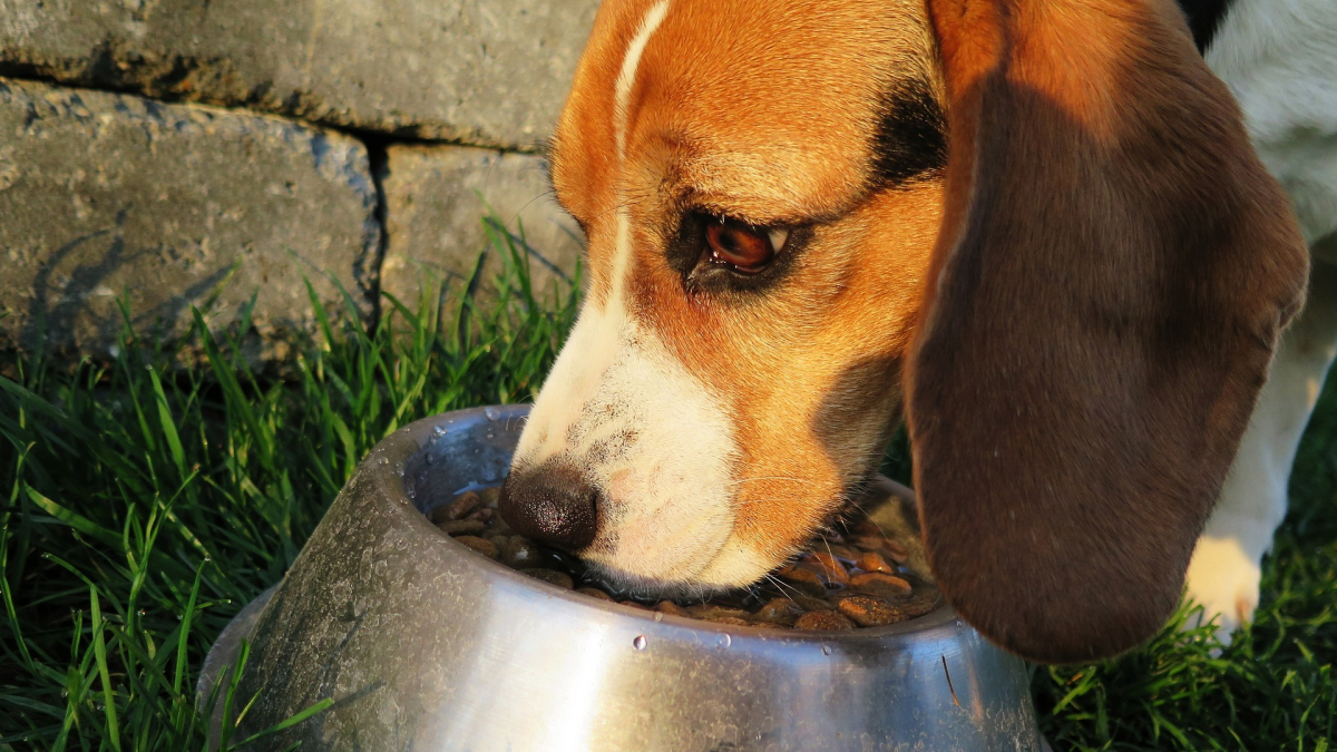 Illustration : "Canibio, des cures de plantes spécialement adaptées aux chiens"