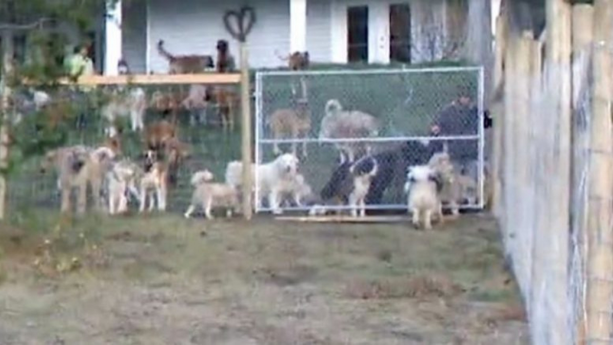 Illustration : "Un homme adopte 45 chiens pour les placer dans un refuge extérieur de 16 000 m²"