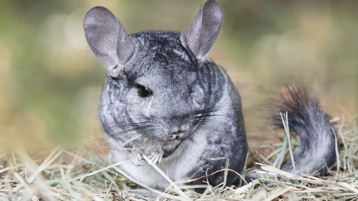 Illustration : "Combien coûte un chinchilla et où l’acheter ?"