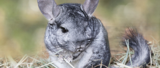 Illustration : "Combien coûte un Chinchilla et où l’acheter ?"