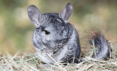 Illustration : "Combien coûte un Chinchilla et où l’acheter ?"