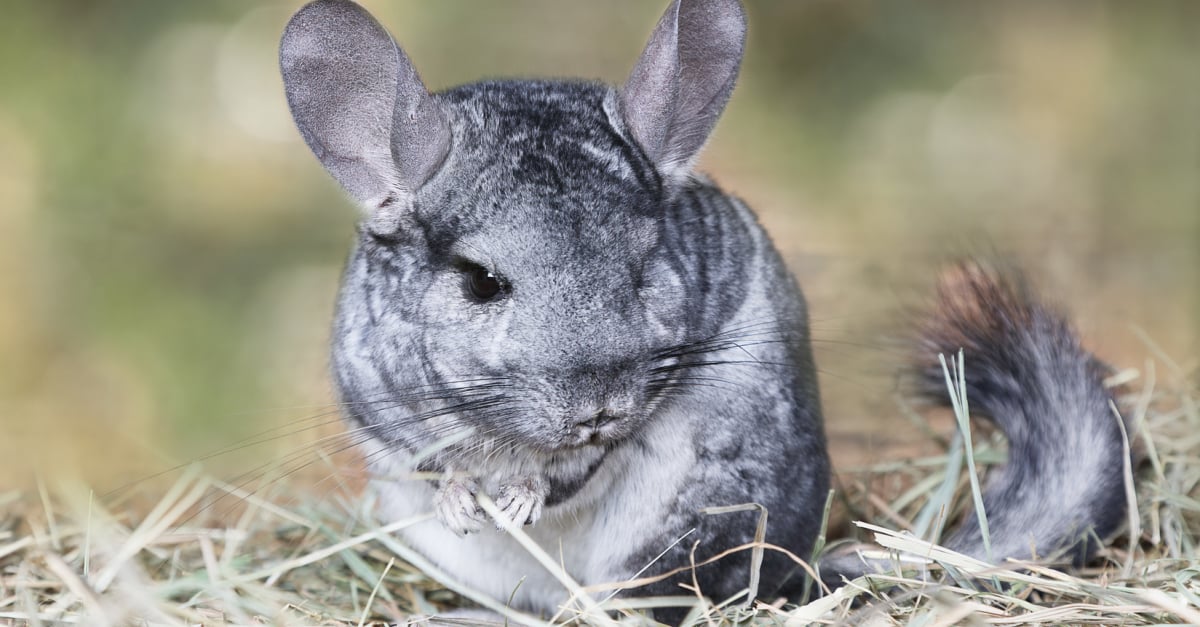 Quel Cout Represente Un Chinchilla Toute Sa Vie Et Ou Devez Vous L Acheter Quel Cout Represente Un Chinchilla Toute Sa Vie Et Ou Devez Vous L Acheter