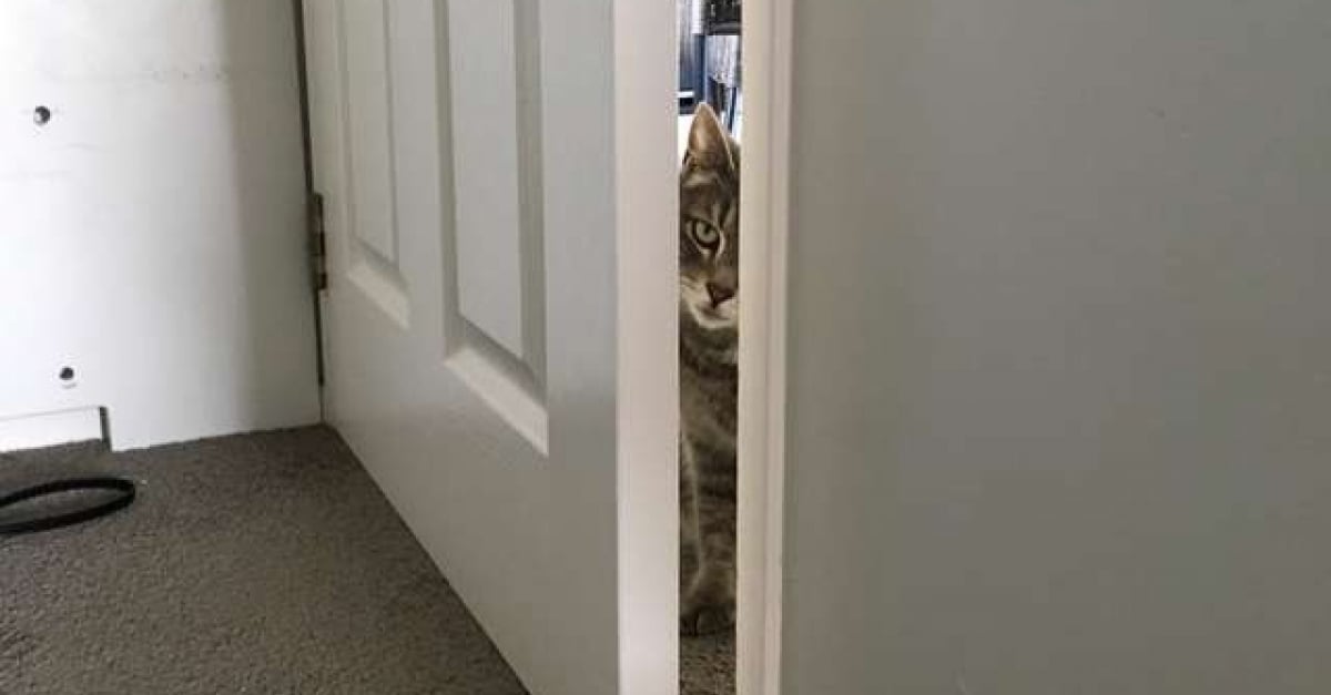 Ce Chat Ouvre Les Portes A La Maniere D Un Ninja