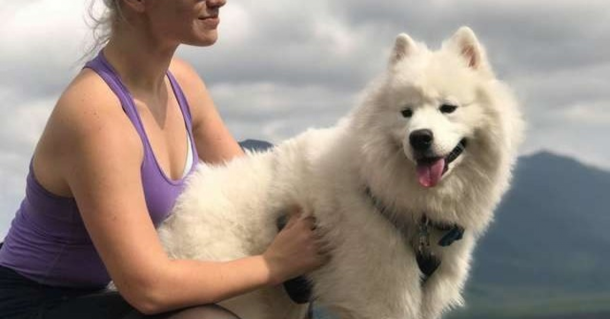 rencontre samoyede