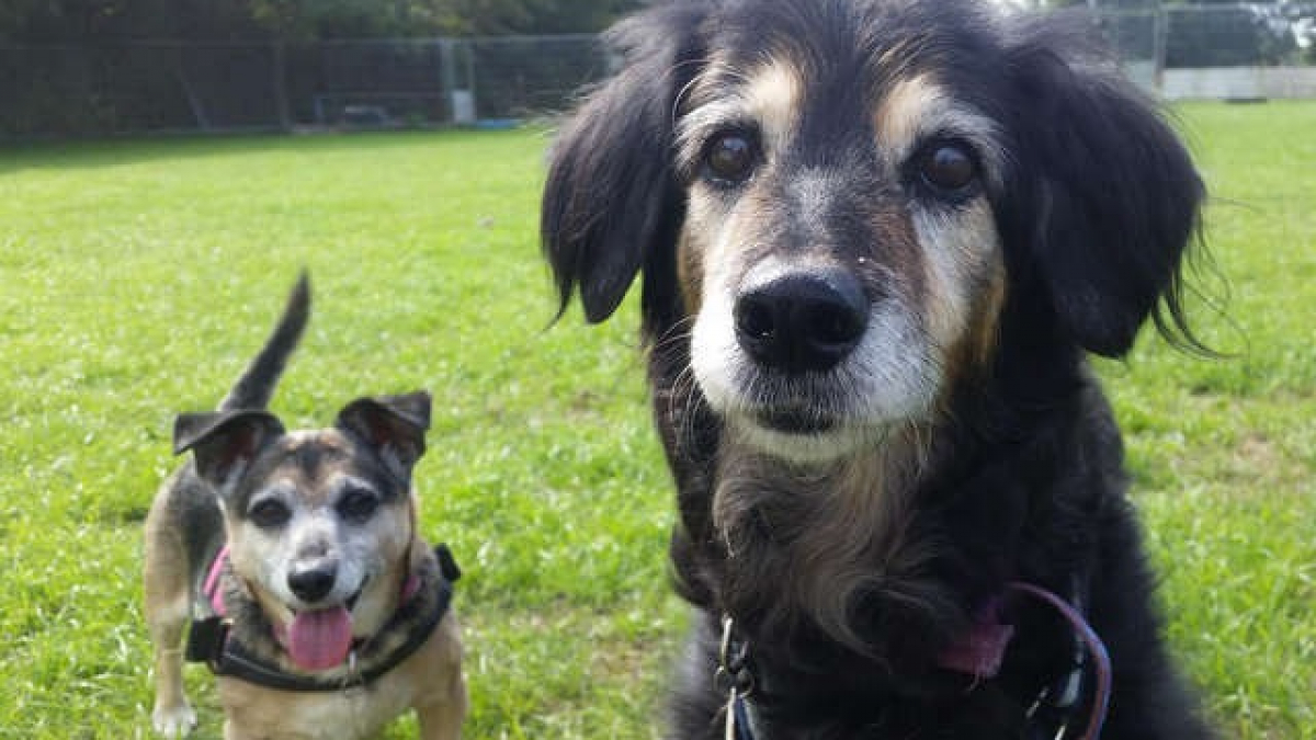 Illustration : "Deux chiennes âgées et inséparables attendent une famille d’adoption depuis deux ans"