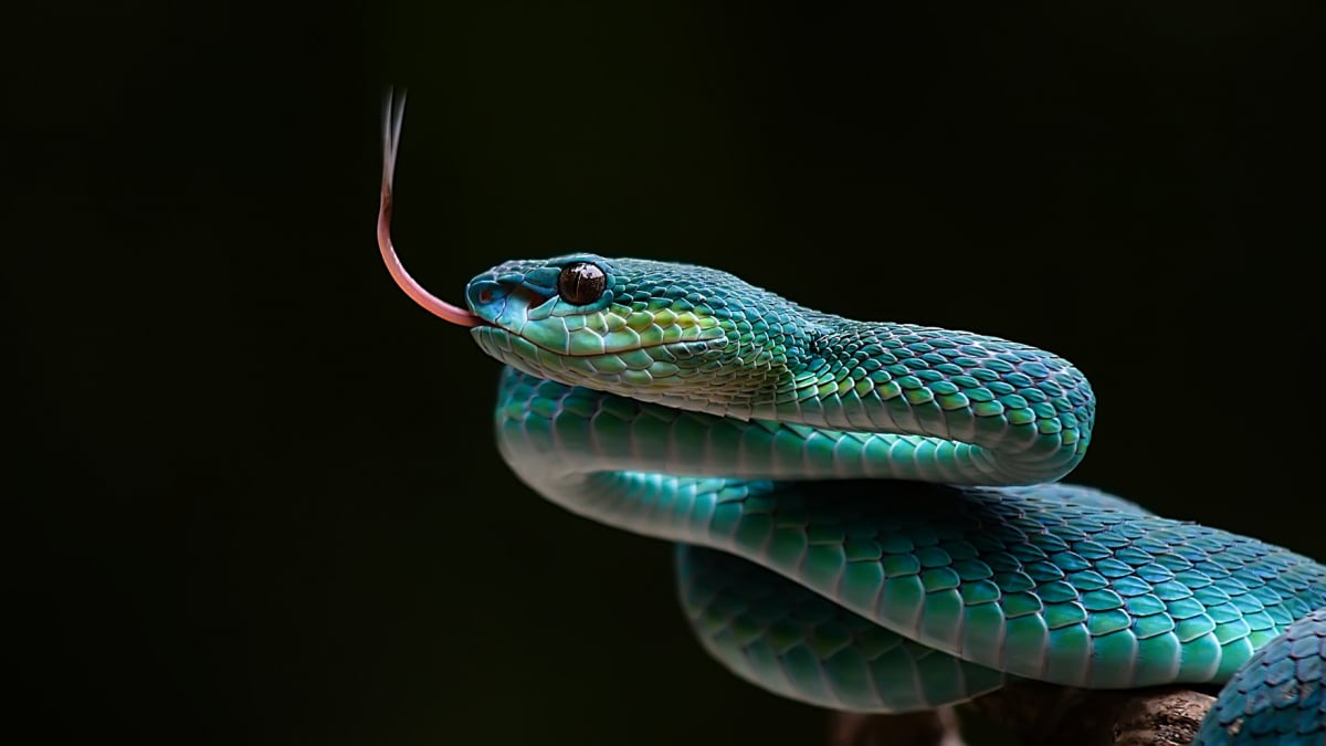 Illustration : "Combien coûte un serpent et où l’acheter ?"