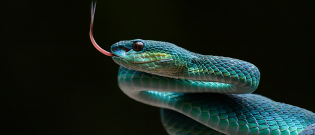 Illustration : "Combien coûte un serpent et où l’acheter ?"