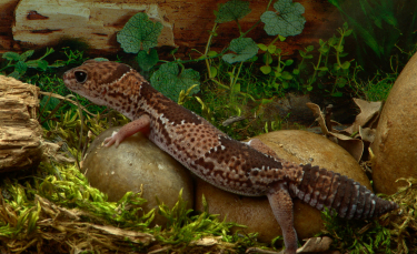 Illustration : "Combien coûte un lézard et où l’acheter ?"