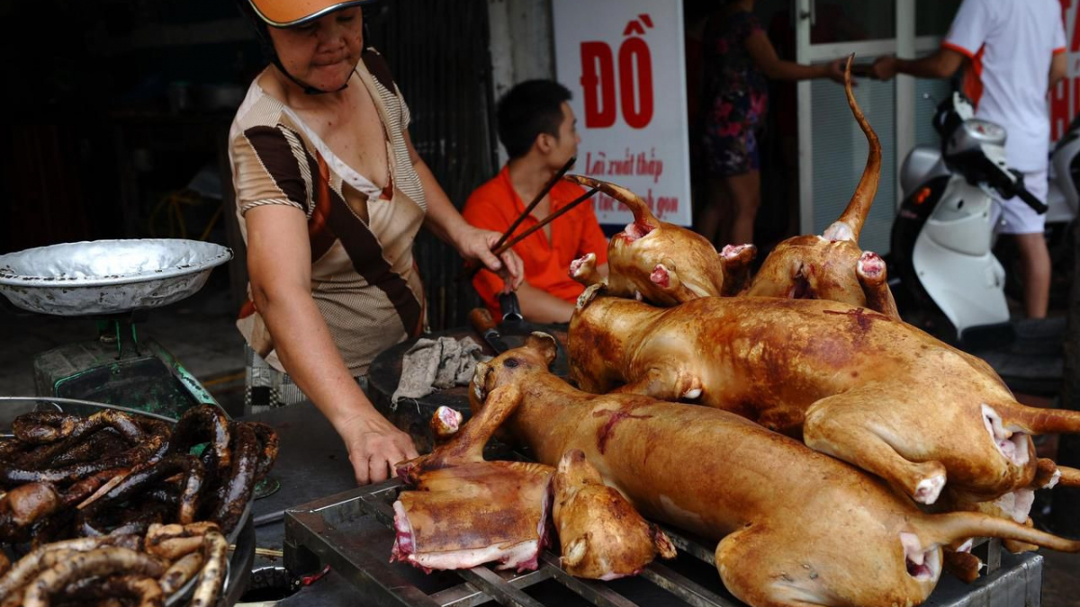 Illustration : "Au Vietnam, les autorités demandent à la population d’arrêter la consommation de la viande de chien"