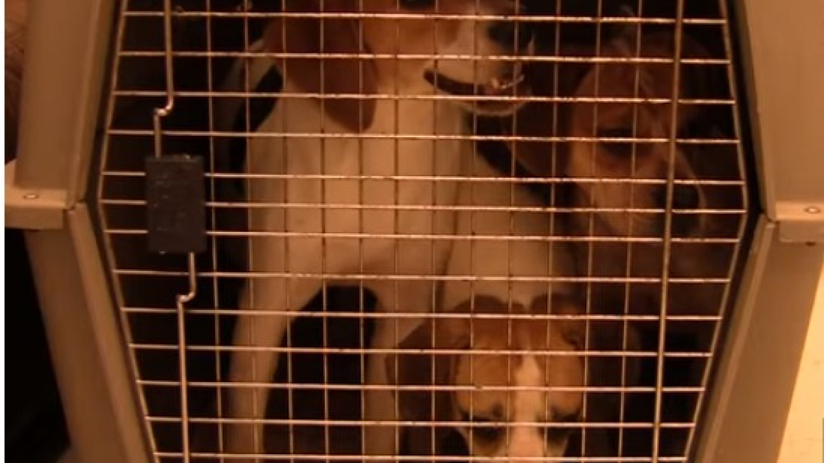 Illustration : "Des sauveteurs délivrent 17 chiens conduits dans une usine et voués à la reproduction intensive (vidéo)"