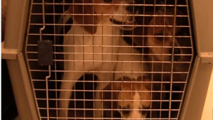 Illustration : Des sauveteurs délivrent 17 chiens conduits dans une usine et voués à la reproduction intensive (vidéo)