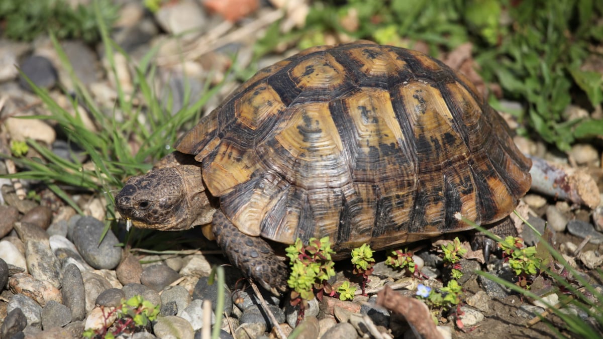 Illustration : "Combien coûte une tortue et où l’acheter ?"