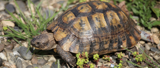 Illustration : "Combien coûte une tortue et où l’acheter ?"
