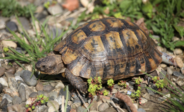 Illustration : "Combien coûte une tortue et où l’acheter ?"
