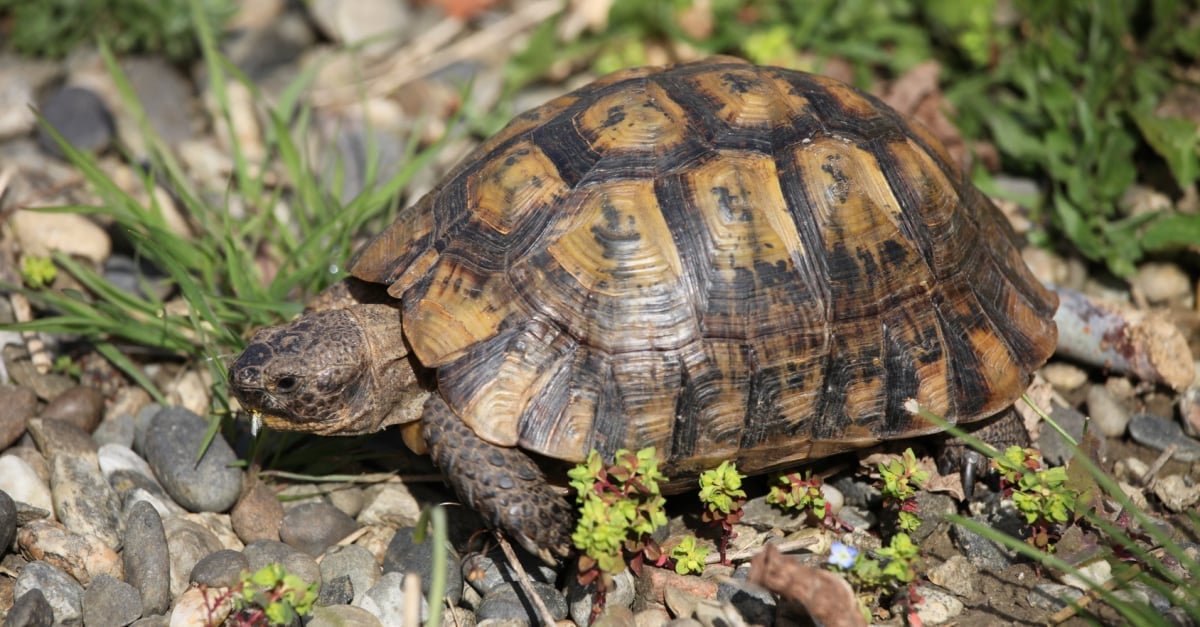 Enclos pour bébé tortue et tortue juvénile