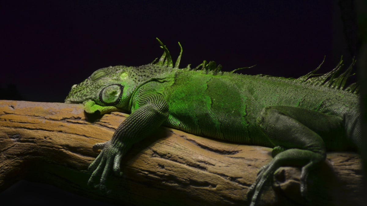 Illustration : "Combien coûte un iguane et où l’acheter ?"