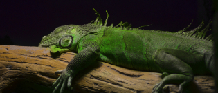 Illustration : "Combien coûte un iguane et où l’acheter ?"