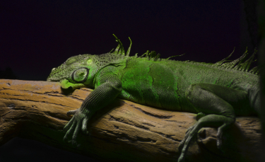Illustration : "Combien coûte un iguane et où l’acheter ?"
