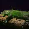 Illustration : Combien co&ucirc;te un iguane et o&ugrave; l&rsquo;acheter ?