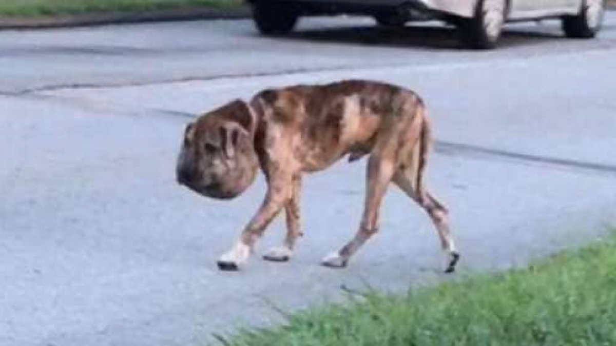Un chien errant à la tête surdimensionnée a pu être sauvé d'une mort  certaine (vidéo)