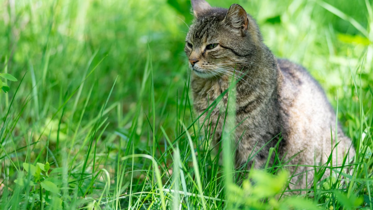 Illustration : "Les herbes à chats"